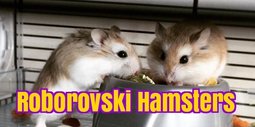 roborovski hamster